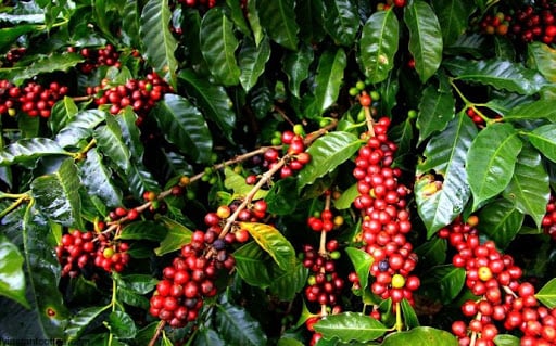 'Commercial coffee farming technical training' to coffee producers