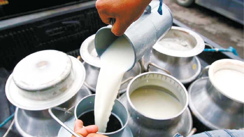 Milk availability increasing in Sudurpaschim province