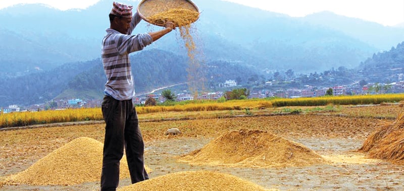 Paddy production declines in Rautahat