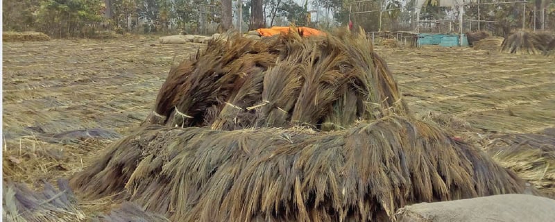 Price decline worries broom grass farmers