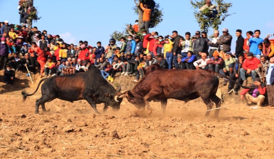 Bullfight organised in Dhading to observe Maghe Sankranti