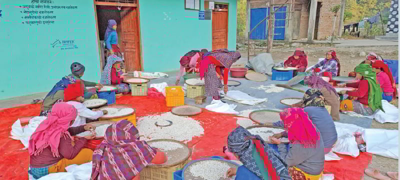 Beans from Nisdi being exported to Europe