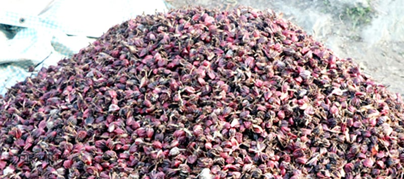 Lamjung earns over Rs 243 million from cardamom sales this FY
