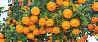 Parbat exports oranges worth Rs 320 million