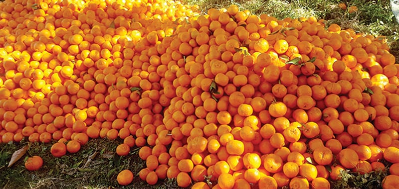 Baglung produces orange worth around Rs 270 million