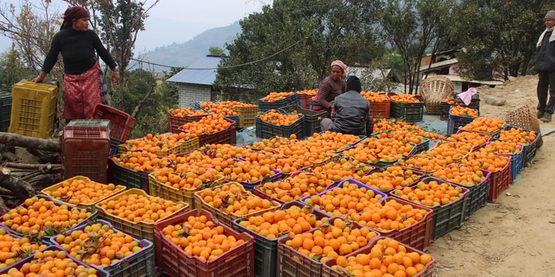 Baglung village sells orange worth Rs 40 million