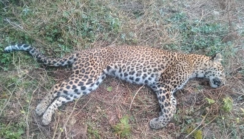 Leopard found dead