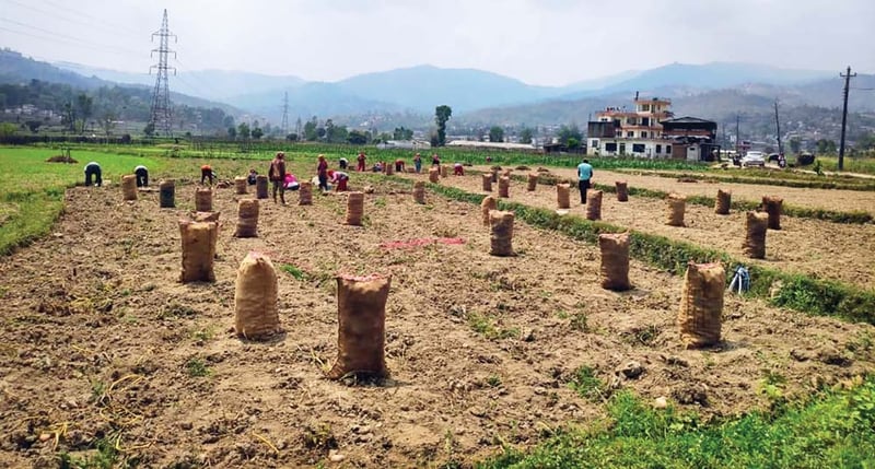 'Give us fertilizer, take our vote', say farmers of Panauti