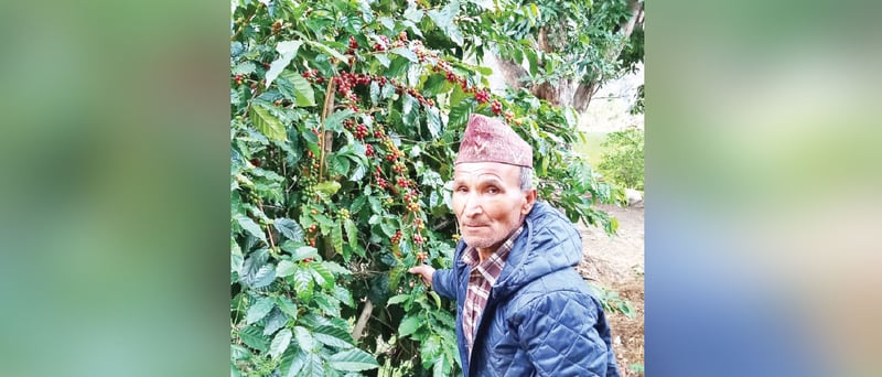 Bajura farmers worry in lack of coffee market