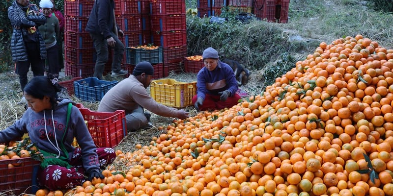 Orange worth Rs 316 million produced in Myagdi