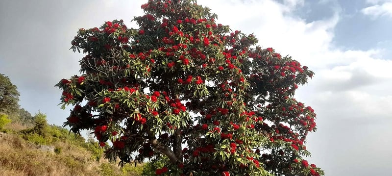 Bloomed rhododendron calls for spring season