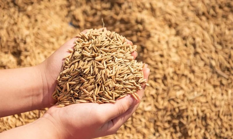 11,000 quintals of paddy purchased from farmers