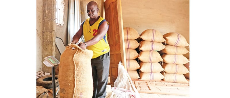 Cocoa crash drives West African farmers to alternatives