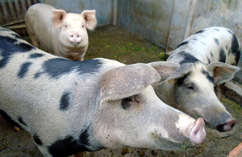 African swine flu kills 46 pigs in Parbat
