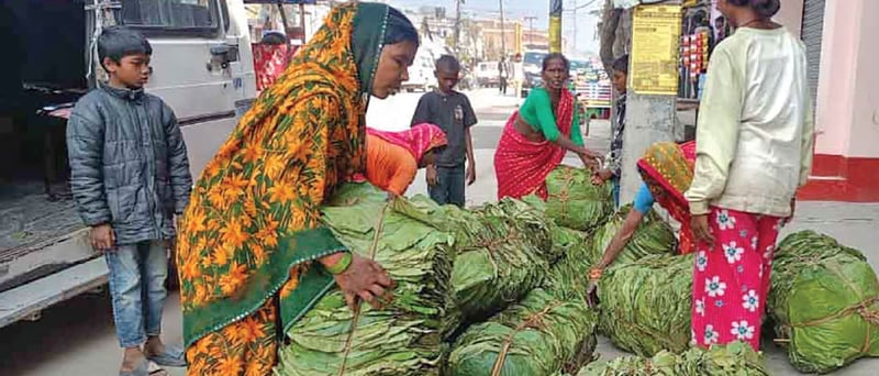 Women sustaining their livelihood through Bhorla leaves