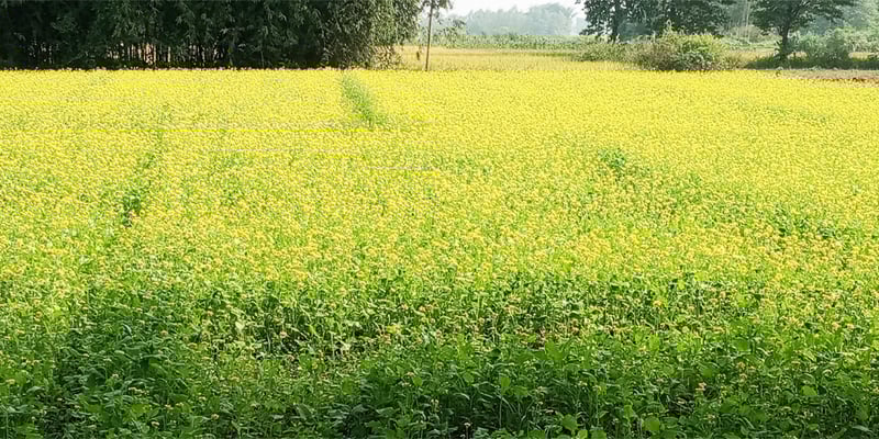 Mustard production on the decline in Chitwan