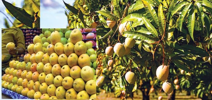 Mango production likely to increase this year in Madhes
