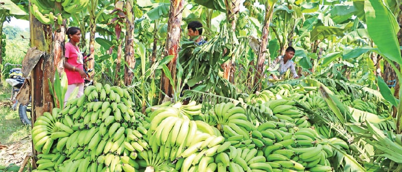 Farmers at a loss for lack of insurance for banana plantation