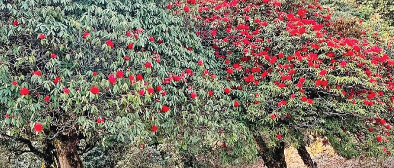 Gulmi hills adorned with rhododendron blooms