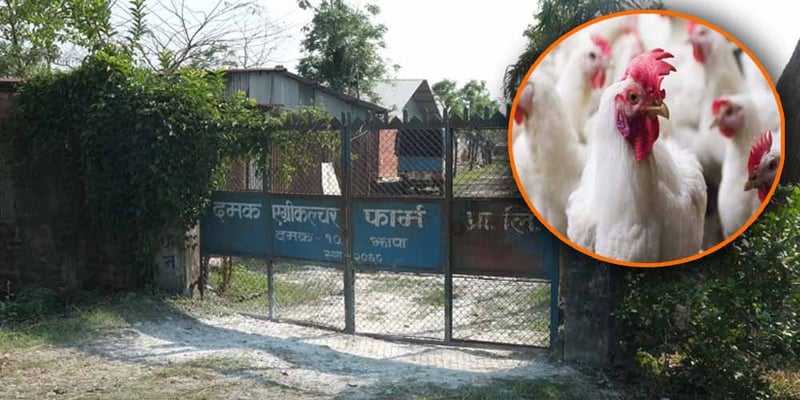 Bird-flue in Jhapa: Damak's poultry farm losses over Rs 30 million
