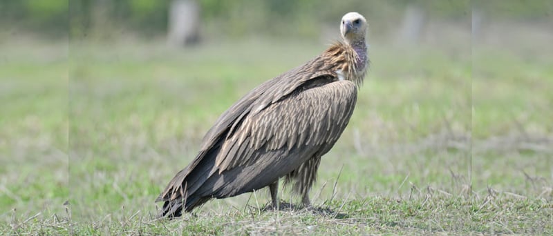 Ban on Diclofenac protects vulture