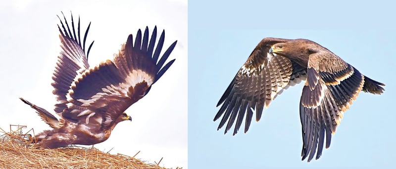 Migratory Eagle In Kapilvastu