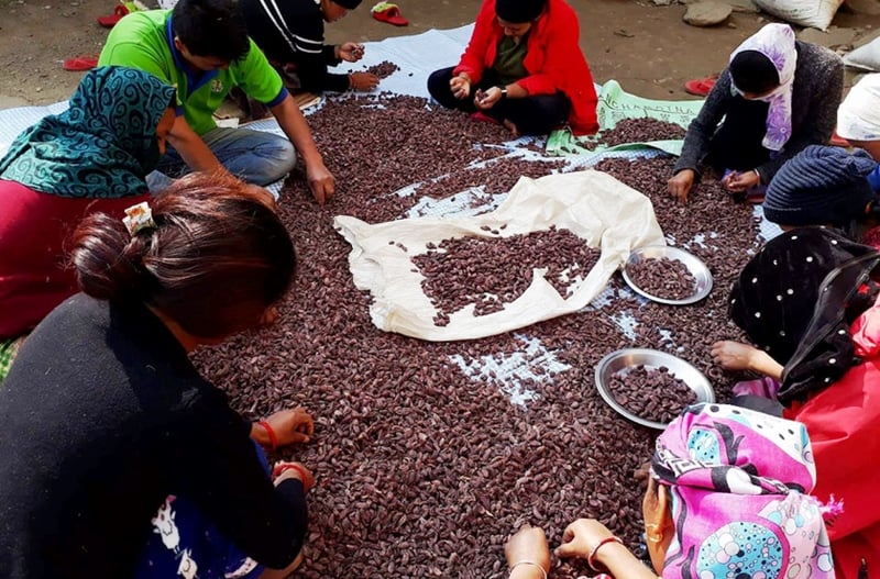 Cardamom Exports Surge in First Seven Months of Fiscal Year