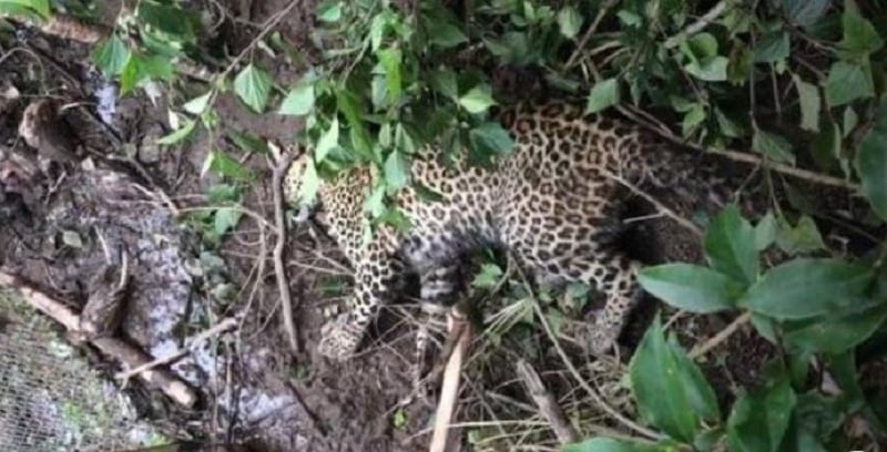 Leopard Dies in Arghakhanchi After Being Caught in Snare