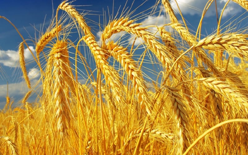 New Wheat Disease Affecting Crops in Chitwan District