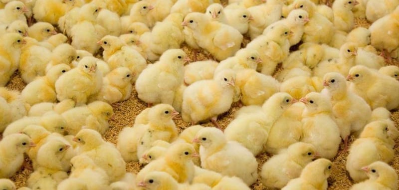 Hatchery Farms See Relief as Chick Prices Finally Cover Costs After Two Years of Losses