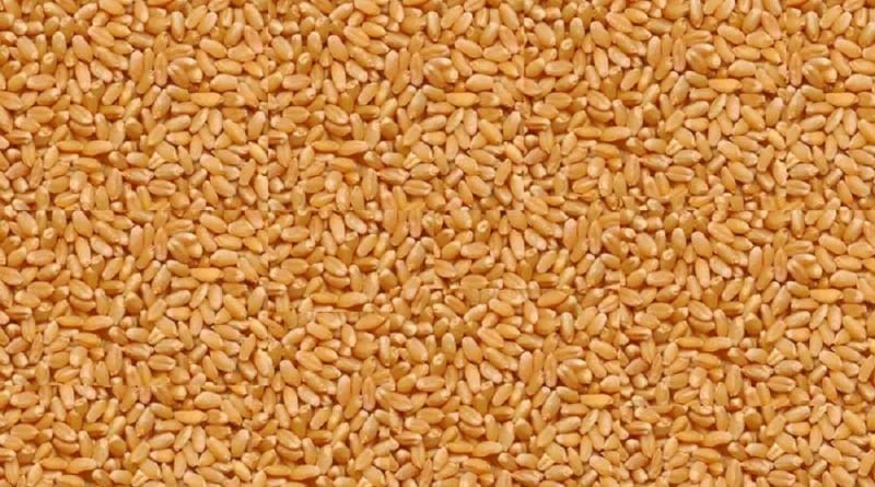 Agriculture Department Begins Study to Determine Wheat Support Price