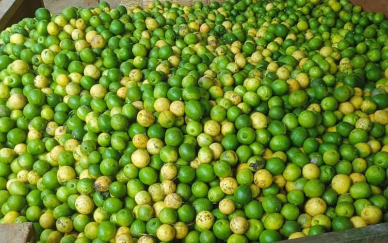 Wholesale Price of Lemon Surges by Over 177% in One Month