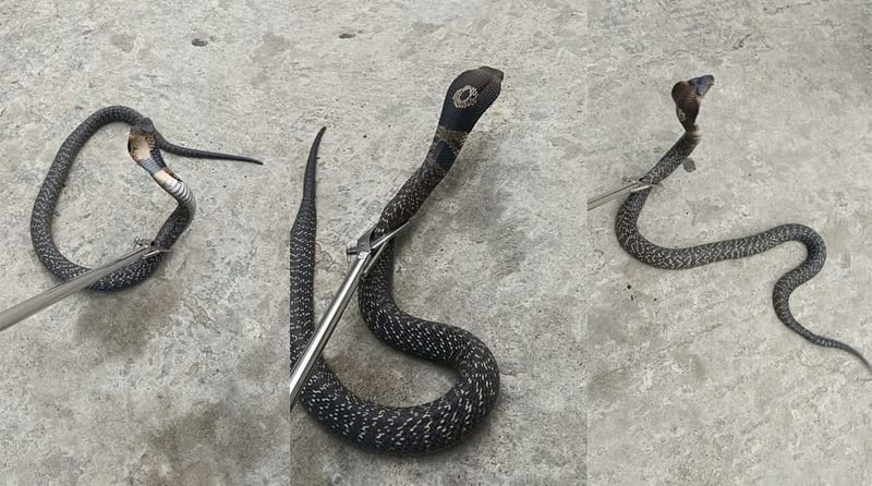 गर्मी बढेसँगै बाँकेमा देखिन थाले विषालु सर्प