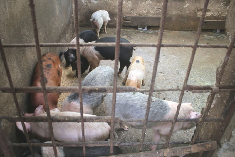 अफ्रिकन स्वाइन फिभरले पर्वतमा मरे ४६ वटा बंगुर