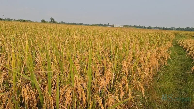 ४ प्रतिशतले घट्यो धान उत्पादन, यस्ता छन् कारण