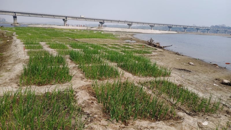 कर्णाली नदी बगरमा लोभलाग्दो प्याजखेती