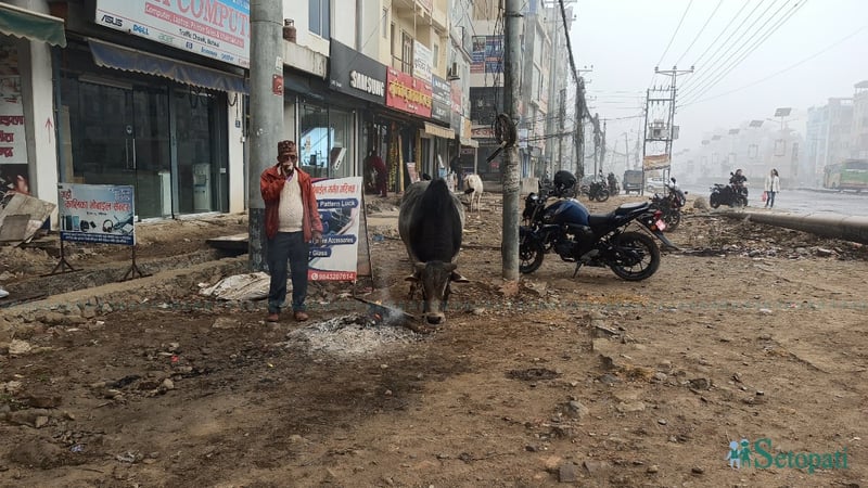 शीतलहरको असर