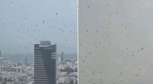 तेल अभिभको आकाशमा कागको झुण्ड, नराम्रो घटनाको संकेत !