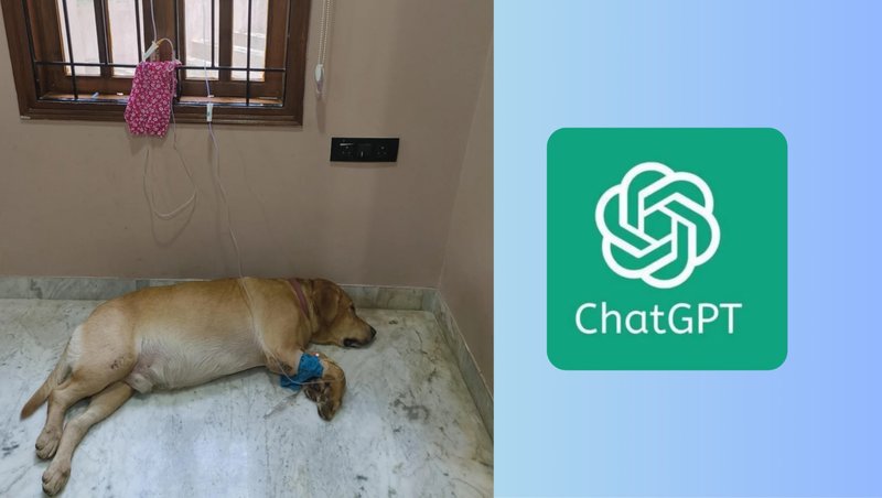 डाक्टरले आशा मारिसकेको कुकुरको ज्यान च्याटजीपीटीको सहयोगले बचाएको दाबी