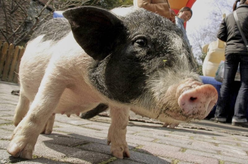 Chinese researchers report a pig kidney transplant and a first-step liver experiment