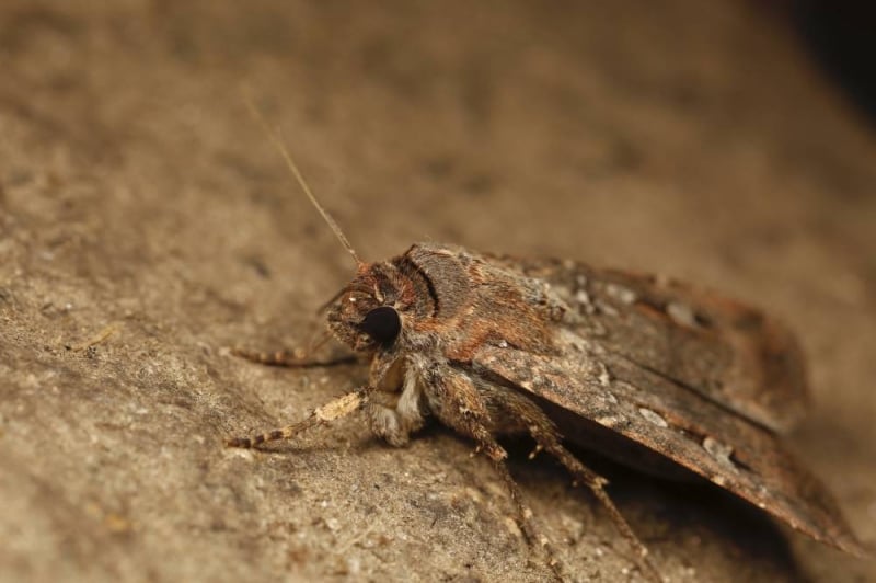 This Australian moth uses the stars as a compass to travel hundreds of miles