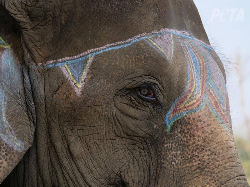 The Chitwan Elephant Festival must end its abuse of elephants