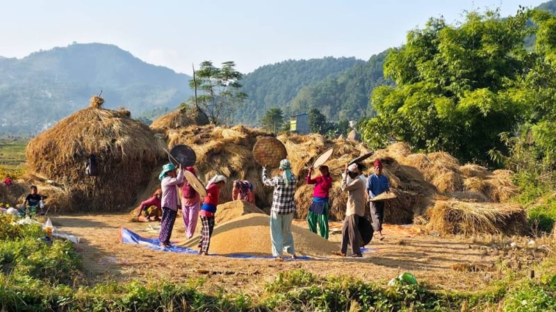Paddy production declines in Bhojpur due to adverse weather