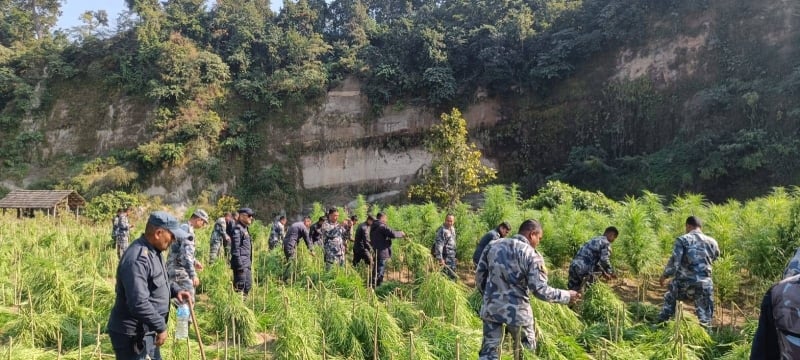 Illegal marijuana cultivation on over 35 bighas destroyed in Sarlahi