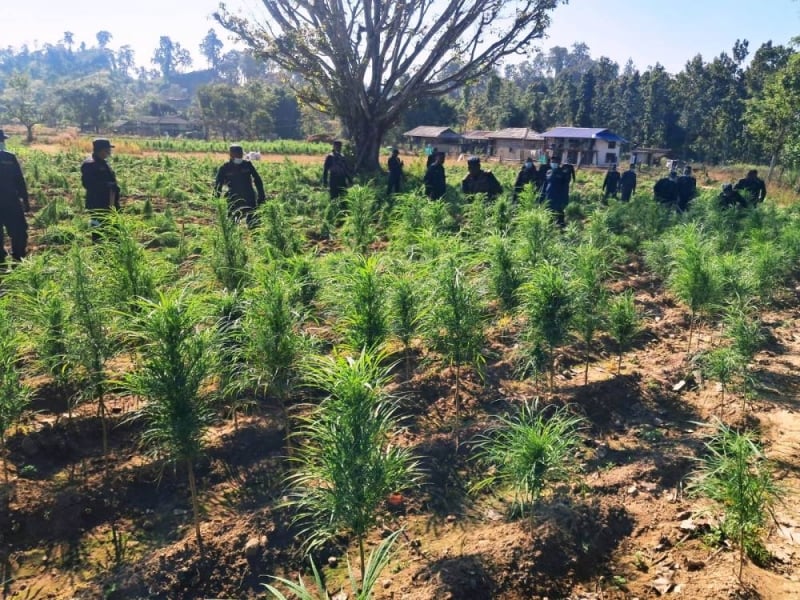 Nearly 825 kg of marijuana seized, one arrested in Saptari