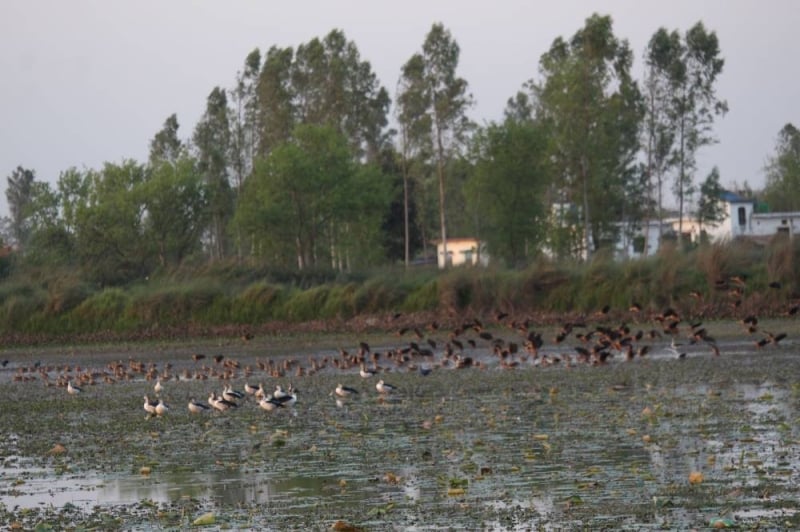 Aquatic birds' census begins in Kanchanpur from today