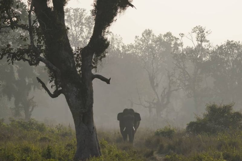 Wild elephant found dead in Jhapa