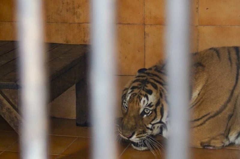 Three killed in tiger attacks in Surkhet and Salyan within week