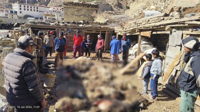 Leopard attack kills 17 sheep in Mustang