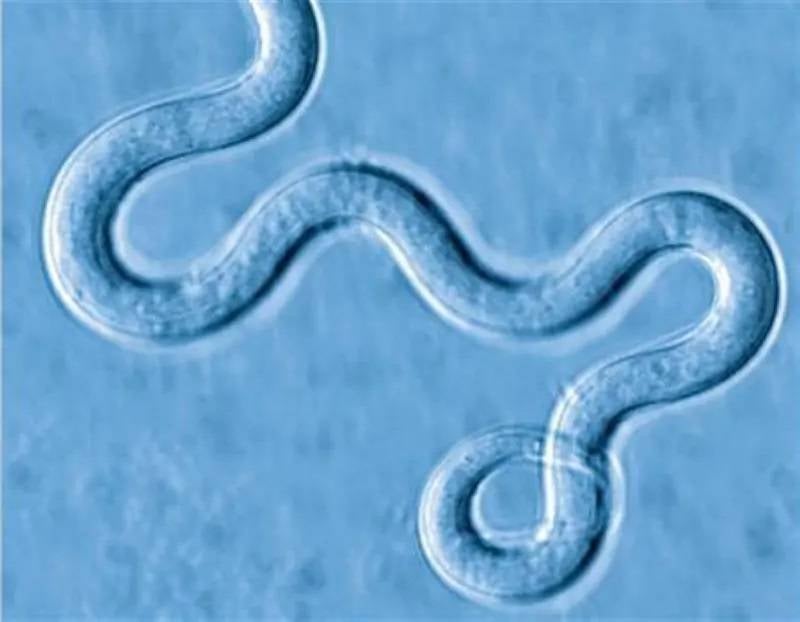 Over 400,000 in Sarlahi to receive elephantiasis prevention drugs